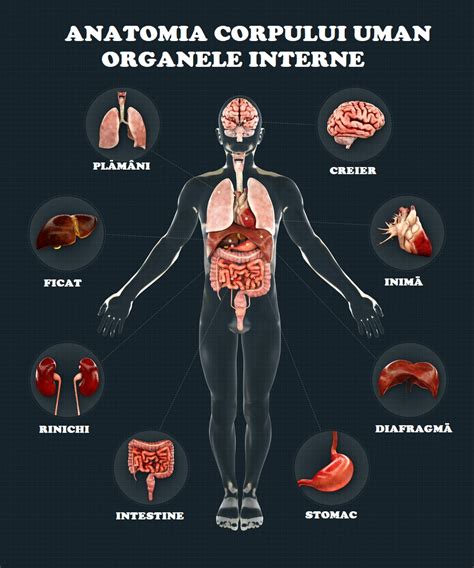 Anatomia organelor interne din partea stângă a corpului uman
