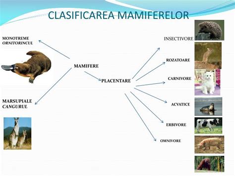 Infografic: Clasificarea mamiferelor si rolul placentei