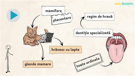 Diagramă a ciclului de reproducere la mamifere placentare