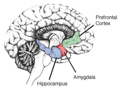 Imaginea procesării memoriei: hipocampul, amigdala și cortexul
