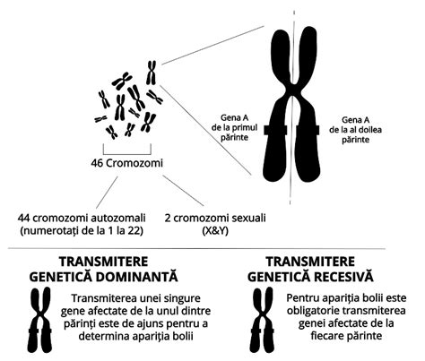 Diagrama cromozomilor sexuali X și Y