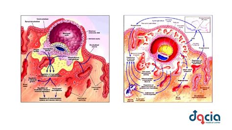 Procesul de implantare a embrionului