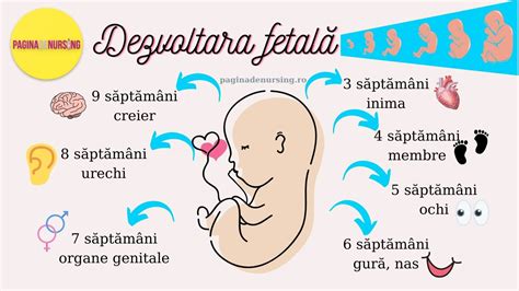 Dezvoltarea fetala saptamana 22