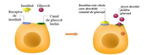 Infografic despre mecanismul CAD: lipsa insulinei → descompunerea grăsimilor → cetonele în sânge