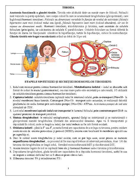 Infografic: Anatomia glandei tiroide, axa hipotalamo-hipofizo-tiroidiană, rol hormonal