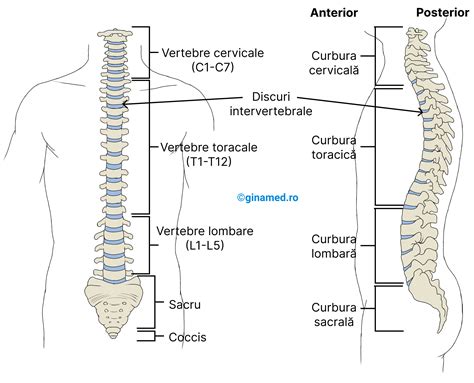 Anatomia scheletului uman cu accent pe articulațiile membrelor inferioare și coloanei vertebrale