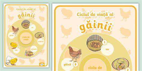 Diagramă: ciclul de viață al găinii de la ou la adult