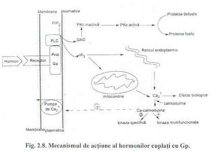 Infographic: Mecanismul de actiune al levonorgestrelului