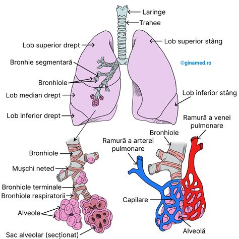 Diagrama care ilustrează plămânii afectați de pneumonie