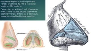 Schemă anatomică a căilor nazale
