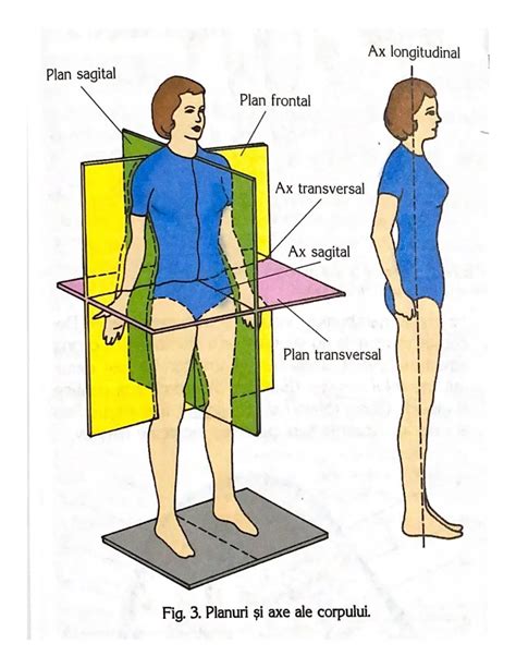 Diagrama: Configurarea peretelui abdominal, planuri și regiuni principale