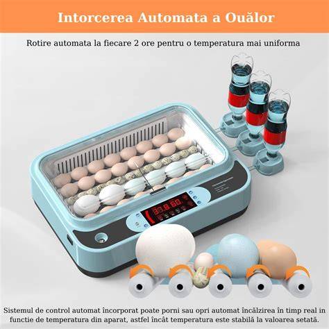 Infografic: etape incubare oua de gaina
