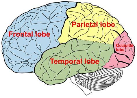 Inferior frontal cortex and temporal lobe areas shrink during pregnancy infographic
