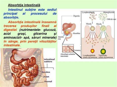 Diagramă: cum se distribuie absorbția în scutecul de unica folosință