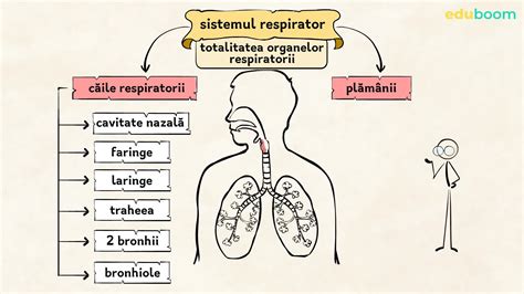 Schema de funcționare a sistemului respirator