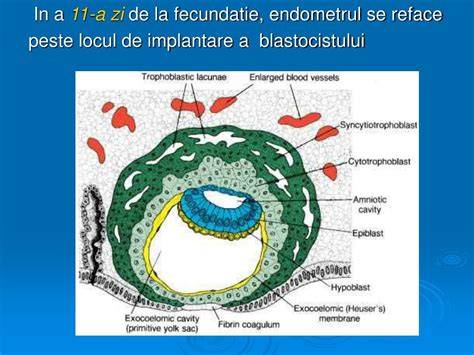 schema implantării embrionare în mucoasa uterină