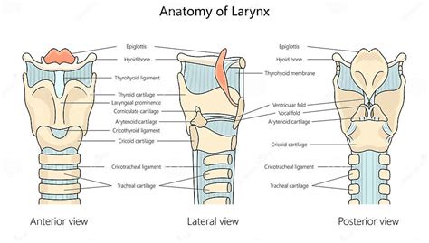 Diagrama anatomică a laringelui