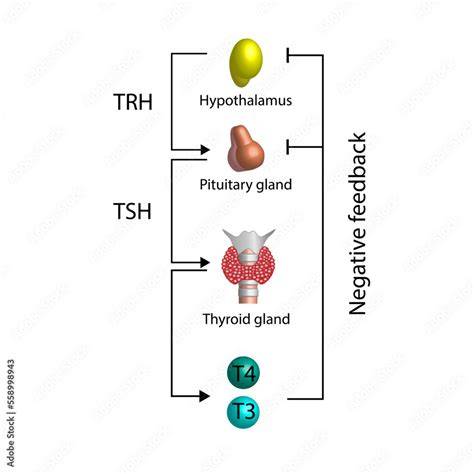 Figura: Schema axa hipotalamo-hipofizo-tiroidiană (TRH → TSH → T3/T4) și rolul iodului
