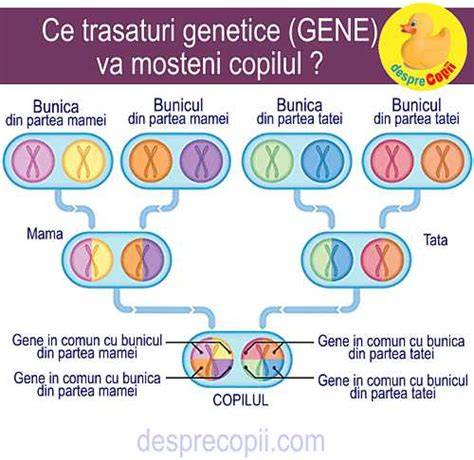 Infografic: Cum se transmit genele de la bunici la nepoți