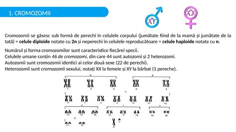 Diagrame: cromozomi autozomi și cromozomii sexuali, locusuri