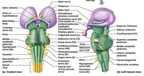 Infografic: Rețea de reflexe și căi senzoriale-motorii în trunchiul cerebral