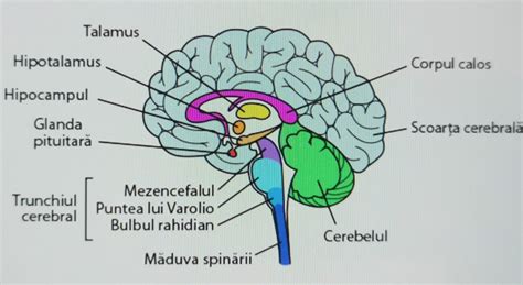 Mezencefalul: structură și funcții - schiță de ansamblu