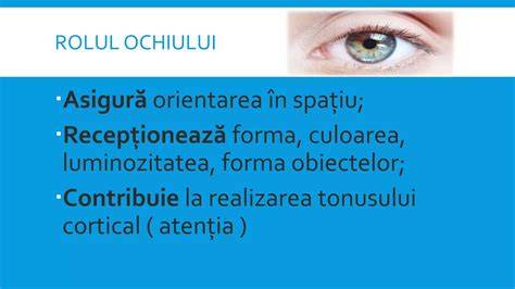 Coliculoii mezencefalici și rolul lor în orientarea vizuală