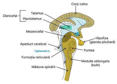 Structuri ale trunchiului cerebral și conectivitatea cu cortexul