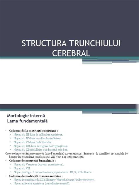 Vascularizația trunchiului cerebral: harta principalelor artere