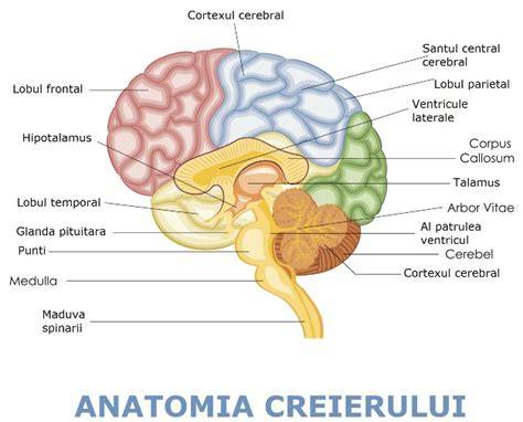 Diagrame: principalele structuri ale creierului