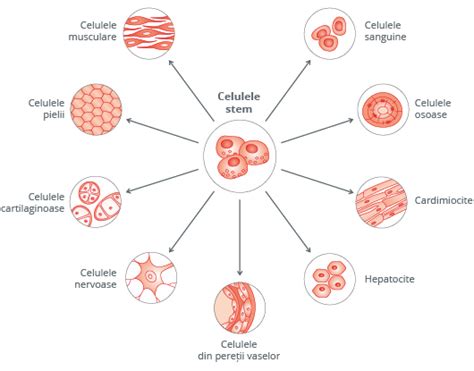 Infografic comparativ între celule stem adulte și celule stem embrionare