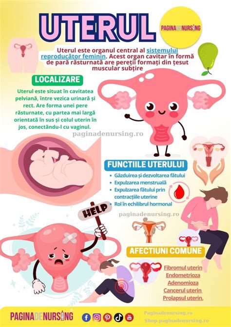 Ilustrație a ligamentelor rotunde care susțin uterul