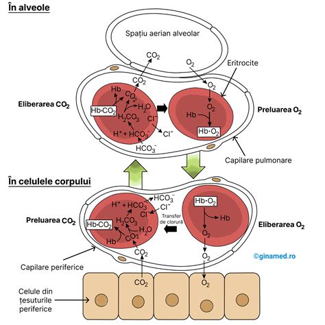 Diagramă consecințe ale meleajului mitochondrial în ovocite și mecanismele de protecție prin CoQ10