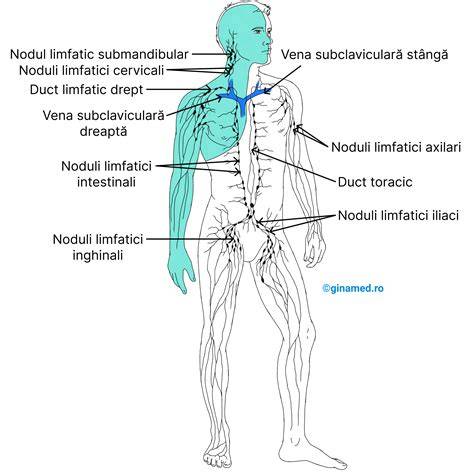 Schema: Rutele drenajului limfatic și circulator în edem