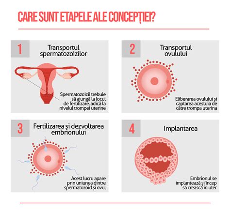 Infografic despre dezvoltarea sarcinii normale