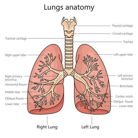 Diagrama structurii cuvântului lung în română