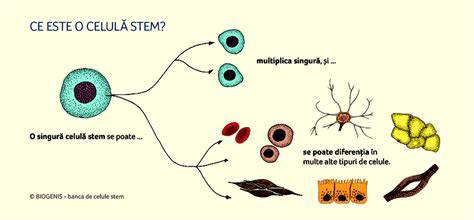 Infografic: diagrame ale diferențierii celulelor stem embrionare vs. celule stem adulte
