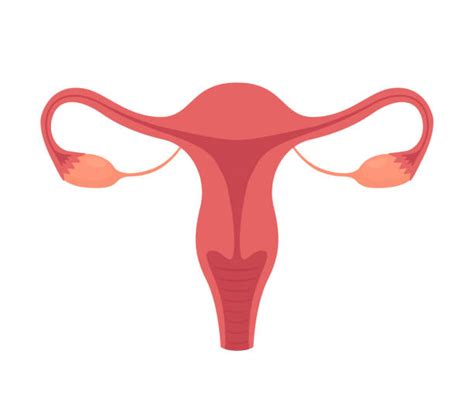 Ilustrație a sistemului reproducător feminin și a durerilor menstruale