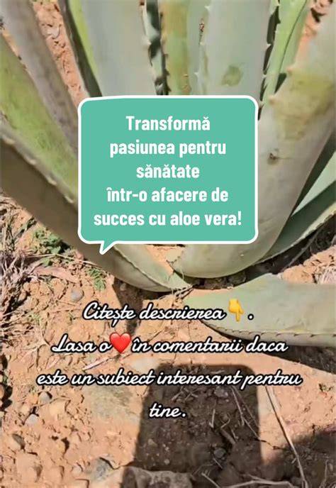 Aloe vera - infografic despre compoziția și beneficiile sale pentru piele