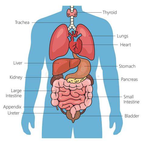 Diagrama deque organelor afectate în cazul durerii în zona ombilicului