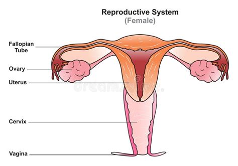 Schema sistemului reproducător feminin