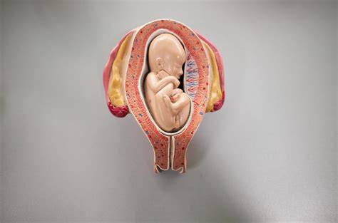 Morfologia fetală trimestrul II - evaluare detaliată a organelor, 3D/4D opcional