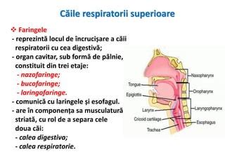 Diagrama căilor respiratorii superioare cu vegetații adenoide