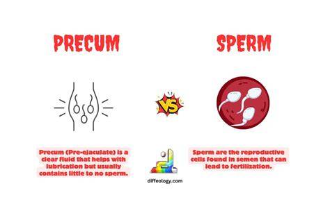 Infografic: precum vs. spermă - cum funcționează în sistemul reproducător