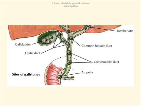 Ilustrație: Fiziologia colecistului, fluxul bilei prin canalele biliare