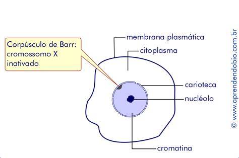 cromatina_sexuala_barra_corpuscul