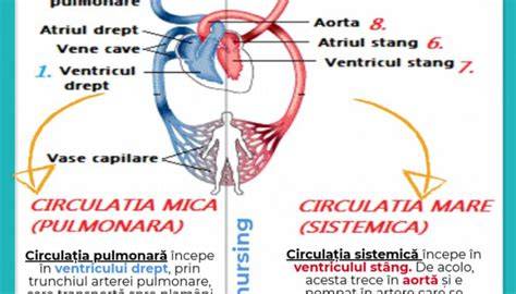 schema circulatiei fetoplacentare si indicii doppler