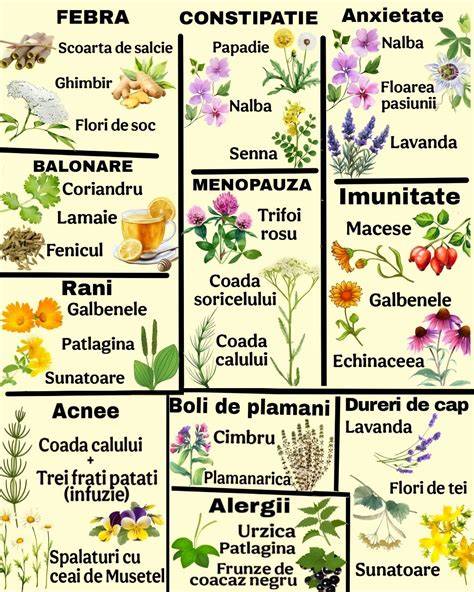 Imagine cu plantele uzuale pentru ceaiuri de balonare în sarcină: mentă, mușețel, fenicul, coriandru