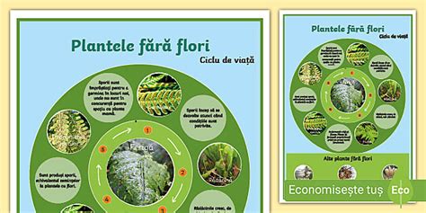 Infografic: mecanismul transmiterii toxoplasmozei și ciclul de viață al Toxoplasma gondii