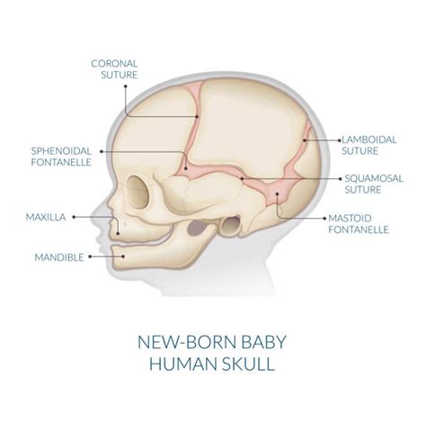 Ilustrație a diferitelor forme de craniu la bebeluși